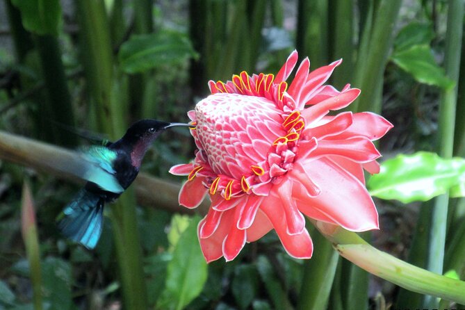 A Taste of Fond Doux Private Walking Tour - Key points to know before booking