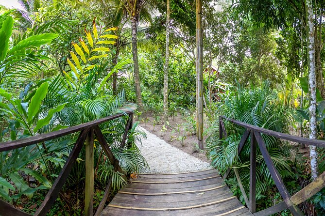 A Taste of Fond Doux Private Walking Tour - Traditional medicine and plants with a purpose