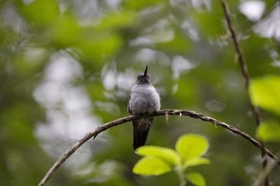 Babonneau/Castries: Rainforest Zip Line, Tram, and Hike Tour - Getting to Chassin Babonneau