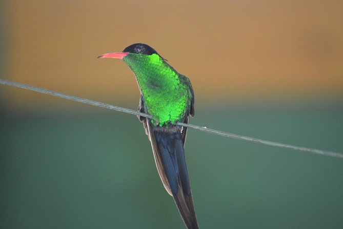 Bird Watching Tour in St Lucia - Key points to know before you book