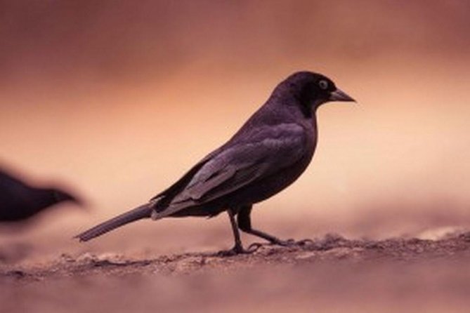 Bird Watching Tour in St Lucia - Why this morning bird walk is worth considering