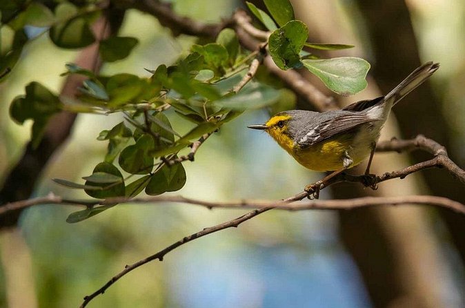 Bird Watching Tour in St Lucia - What the walk is like once you arrive