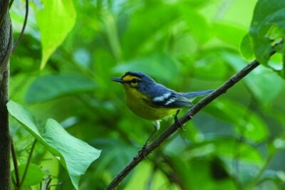 Bird Watching Tour in St Lucia