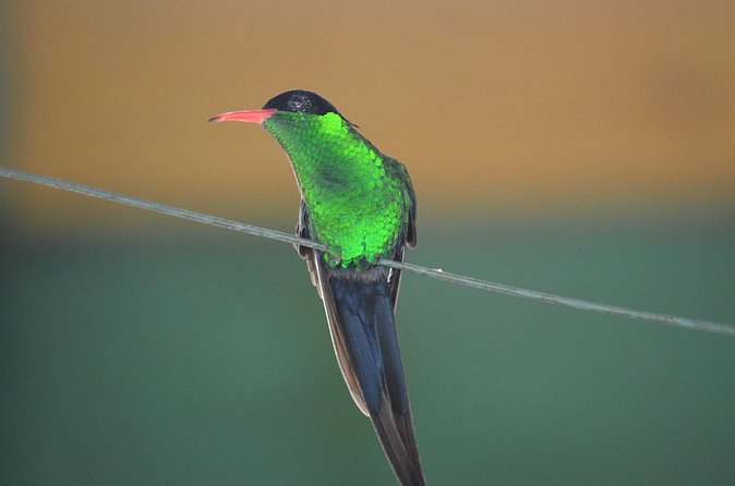 Bird Watching Tour in St Lucia - Water and a local beer after the hike