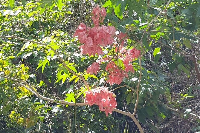 Bird Watching Tour in St Lucia - Who will get the most from the $115 price
