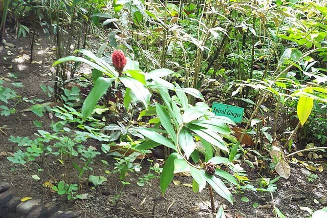 Bird Watching Tour in St Lucia - Practical preparation for a better sighting