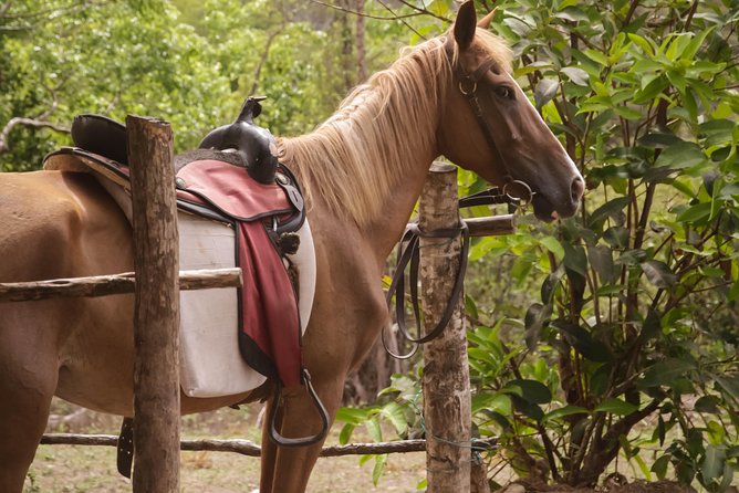 East Coast Horseback Riding & Waterfall Excursion - Dennery Falls After the Saddle
