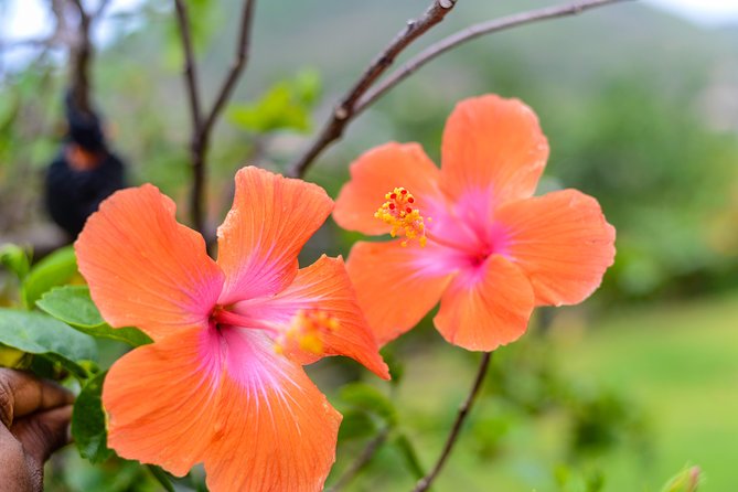 Essence of St Lucia Heritage Experience - The strongest part is the personal teaching
