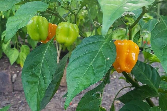 Flavors of St Lucia Culinary Experience - What the cooking class is really like