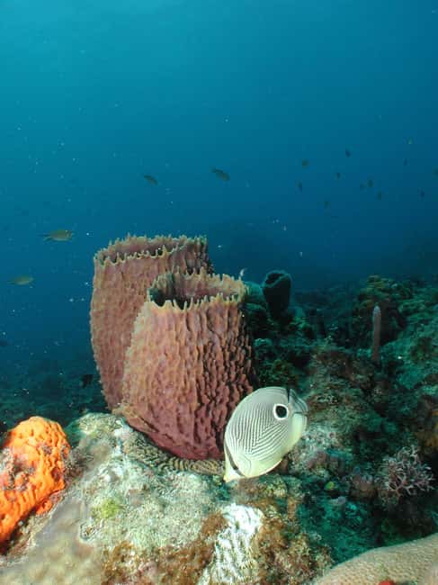 From Castries: St. Lucia Scuba Diving Excursion - Why St. Lucia’s west coast works so well underwater