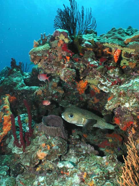 From Castries: St. Lucia Scuba Diving Excursion - Anse Cochon and its shipwrecks
