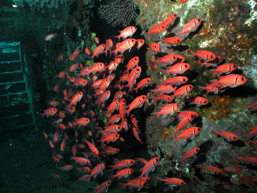 From Castries: St. Lucia Scuba Diving Excursion - Who should book this outing?