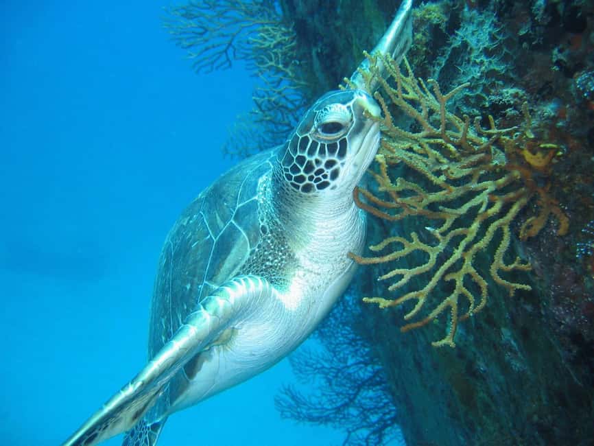 From Castries: St. Lucia Scuba Diving Excursion - Booking details worth checking first