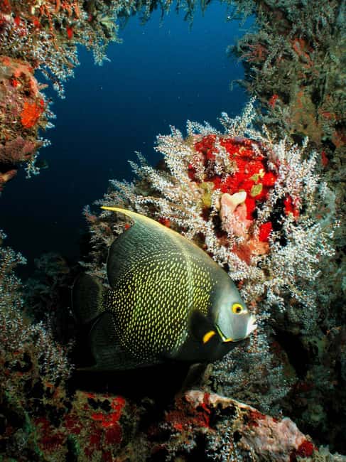 From Castries: St. Lucia Scuba Diving Excursion - The five-hour schedule and what two tank sessions mean