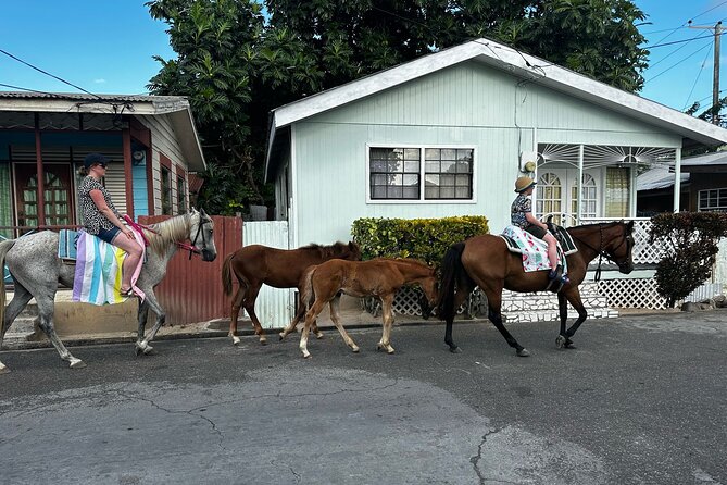 Gros Islet Village Horseback Riding run with Dore's riding Stable - Horses, Guides, Foals, And Silver