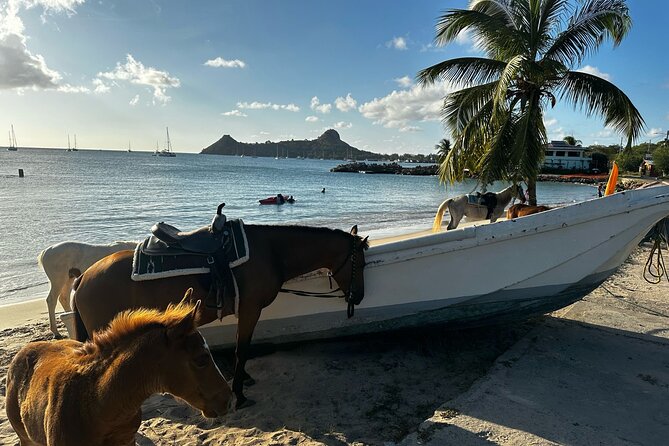 Gros Islet Village Horseback Riding run with Dore's riding Stable - Practical Details Before You Go