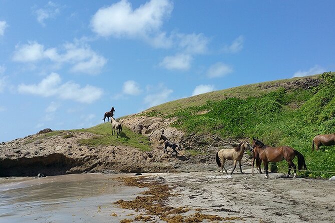 Horseback Riding Adventure Tour in St. Lucia - Why this St. Lucia horseback ride feels different