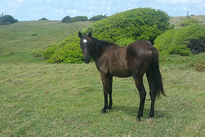 Horseback Riding Adventure Tour in St. Lucia - Getting settled with your horse and equipment