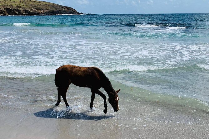 Private Beach Horseback Ride with Sandy Hoofs St. Lucia - What the overall experience feels like