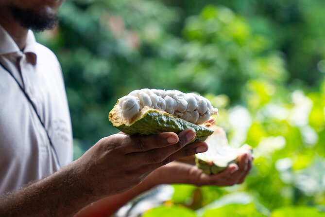 Project Chocolat Tree to Bar Tour at Hotel Chocolat Saint Lucia - Five useful things to know before you go