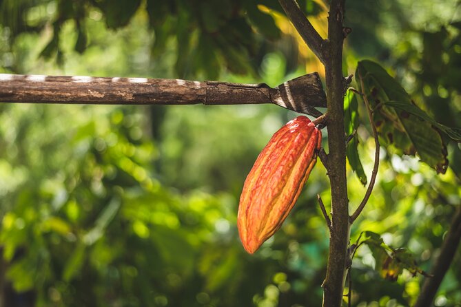 Project Chocolat Tree to Bar Tour at Hotel Chocolat Saint Lucia - Who will enjoy this most?