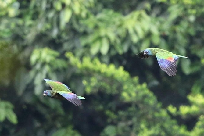 Rain forest and Bird watching - Key points at a glance