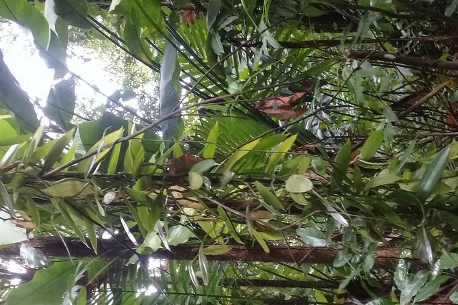 Rain forest and Bird watching - A five-hour taste of St. Lucia beyond the beach