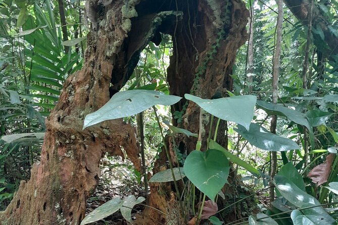 Rain forest and Bird watching - Cooling off at a waterfall or Marigot Bay beach
