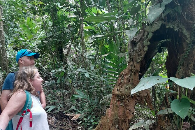 Rain forest and Bird watching - The east-coast road, bananas, rum, and local shops