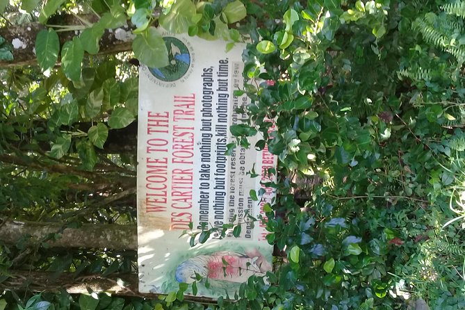 Rain forest and Bird watching - Beginning in St. Lucia’s primary rainforest