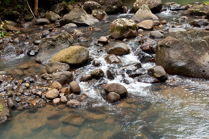 Rainforest Hike and Waterfall Safari - The short rainforest hike to the waterfall
