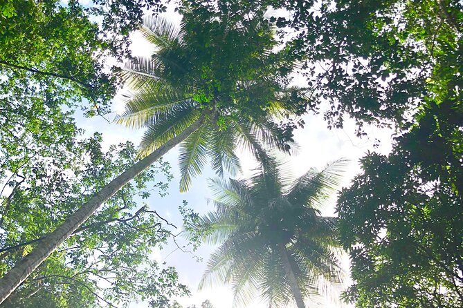Rainforest Hike and Waterfall Safari - Is $66.67 good value?