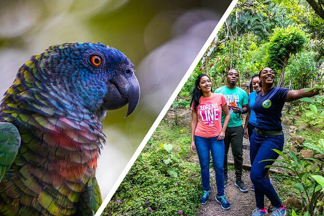 Rainforest Rush: St. Lucia Zip Line Adventure - Who will enjoy this course most