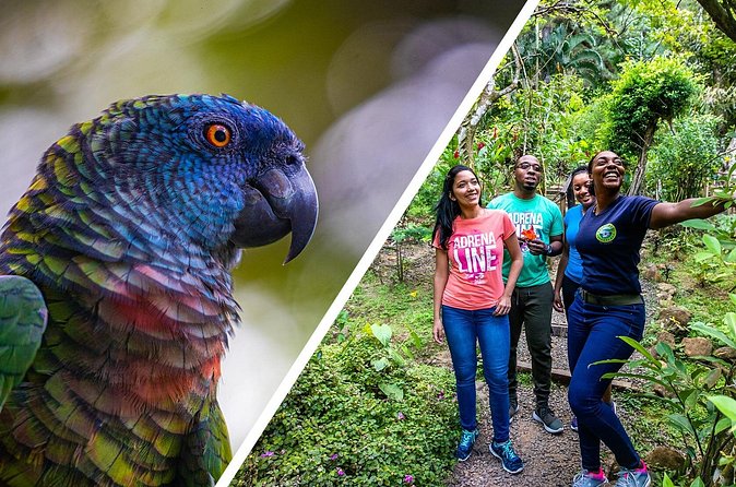 Rainforest Rush: St. Lucia Zip Line Adventure - How the day compares with the mixed feedback