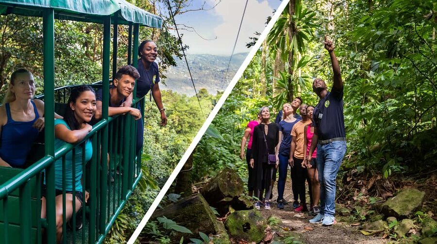 Saint Lucia: Aerial Tram Tour at Rainforest Adventures - What you see from the open-air tram
