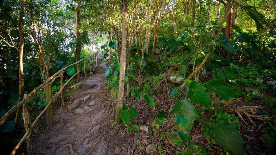 Saint Lucia: Tete Paul Nature Trail Hike & Waterfall Visit - Banana plantations and the road south