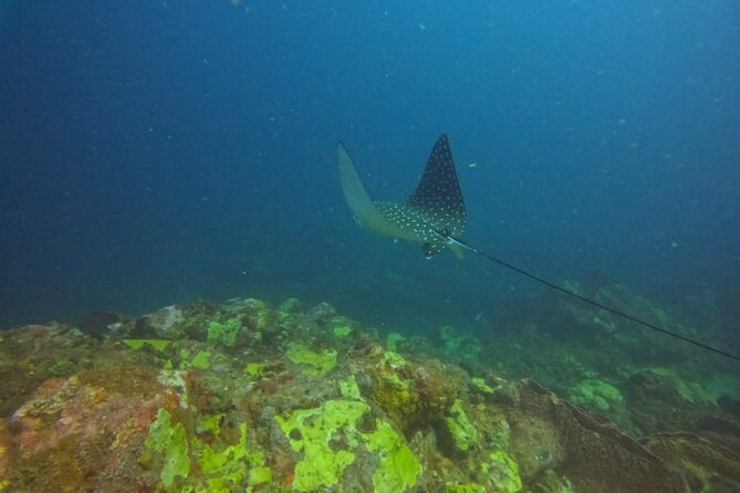 Snorkeling at Pigeon Island - Why the private format matters at $70