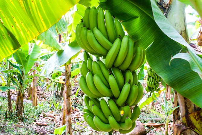 Soufriere Island Delight - Diamond Falls Botanical Gardens in 45 minutes