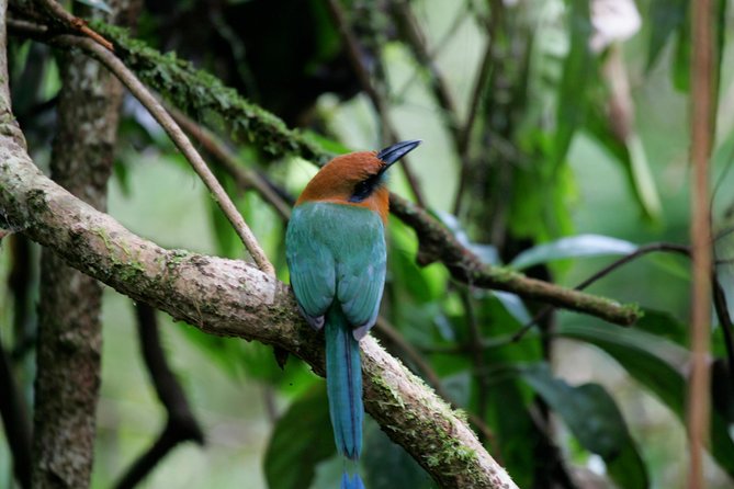 St. Lucia Aerial Tram Tour at Rainforest Adventures - Who Will Enjoy This Most