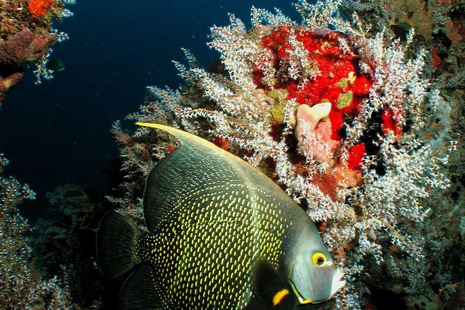 St Lucia Certified Scuba Diving Tour - Key points to know before booking