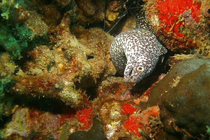 St Lucia Certified Scuba Diving Tour - Getting to Marigot Bay from your hotel or ship
