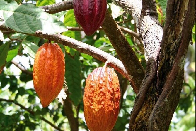 St Lucia Chocolate Making Marigot Bay & Souvenir Shopping - The Canaries location deserves a closer look