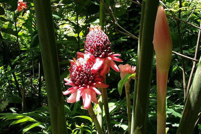 St Lucia Diamond Mineral and Mud Baths Plus Waterfall Adventure - Mt. Fortune, Gros Pitons, and the island’s big views
