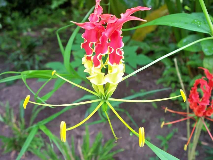 St. Lucia: Drive-in Volcano, Waterfall and Garden Day Trip - Key points to know before booking