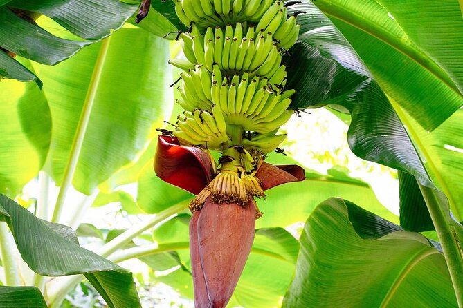 St. Lucia Island Short Tour - Anse La Raye: a short look at village life