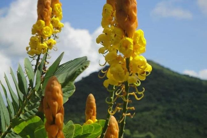 St Lucia Northern Island Tour - A gentle introduction at the gardens and mini forest