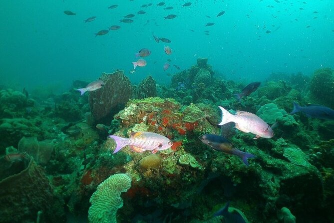 St Lucia Snorkeling Tour with Lunch - What the crew adds to the experience