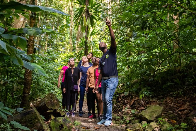 St Lucia Ultimate 3: Aerial Tram, Zipline and Hiking at Rainforest Adventures - The uphill walk is short but real