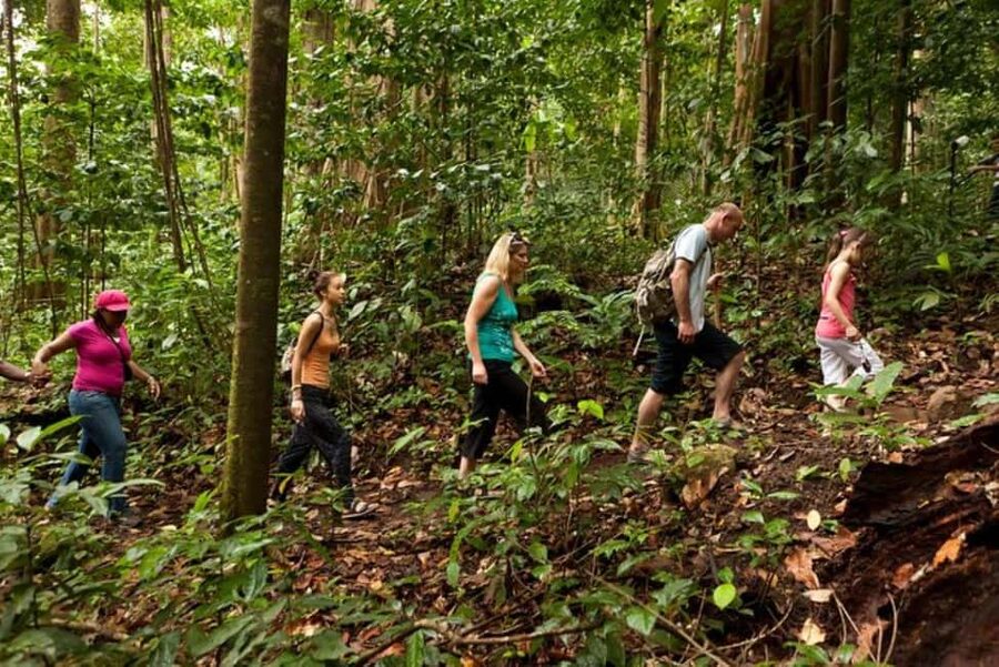St. Lucia: Zip Line, Aerial Tram, and Hiking Tour - From the Cruise Port to the Castries Waterworks Forest Reserve