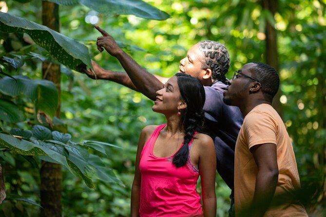 St. Lucia Zip line, Aerial Tram and Hiking tour Ultimate 3 - Eight zip lines through the treetops